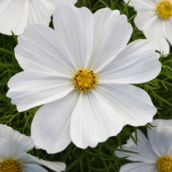 Cosmos bipinnatus 'Sonata White' - Cosmos