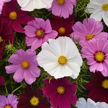 Cosmos bipinnatus 'Sonata™ Mix' - Cosmos