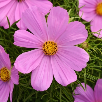 Cosmos bipinnatus 'Sonata Pink' - Cosmos