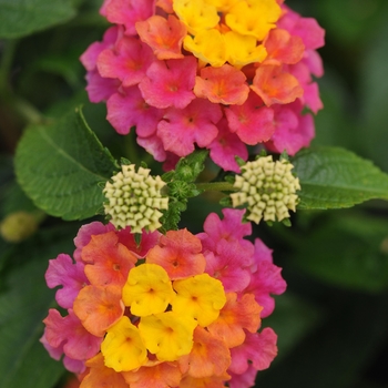 Lantana camara 'Landmark™ Sunrise Rose' - Lantana