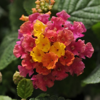 Lantana camara 'Little Lucky™ 'Hot Pink' - Lantana