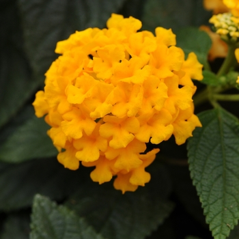 Lantana camara 'Lucky Pot of Gold' - Lantana