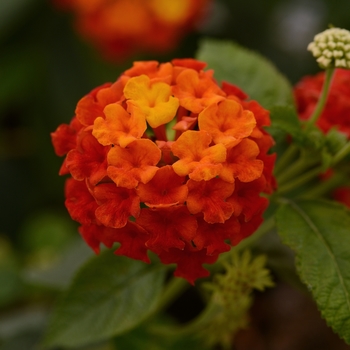 Lantana camara 'Lucky Red ' - Lantana