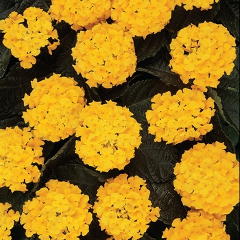 Lantana camara - Lucky™ 'Yellow'
