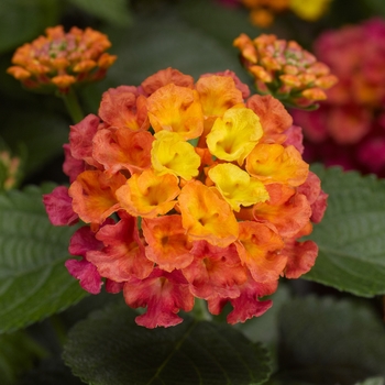 Lantana camara 'Bandana® Rose' - Lantana