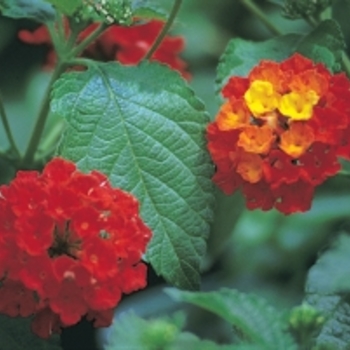 Lantana camara 'Dallas Red' - Lantana