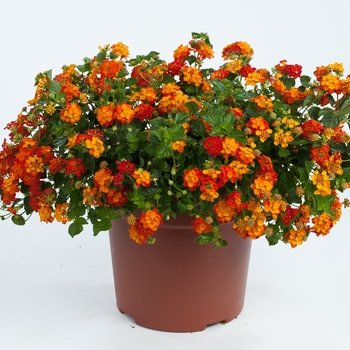 Lantana camara 'Santana Red Orange' - Lantana