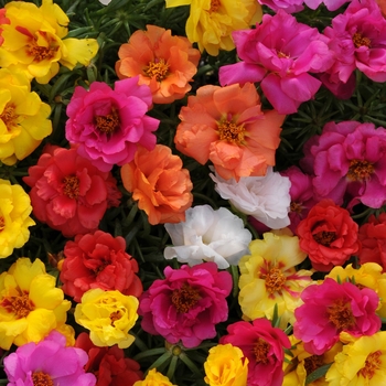 Portulaca 'Happy Hour Mix' - Portulaca