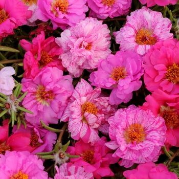Portulaca 'Happy Hour Pink Passion Mixture' - Portulaca
