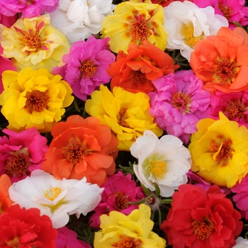 Portulaca grandiflora 'Happy Trails Mix' - Portulaca