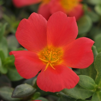 Portulaca oleracea 'Rio Grande Scarlet' - Portulaca