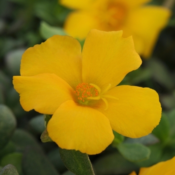 Portulaca oleracea 'Rio Grande Yellow' - Portulaca