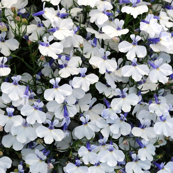 Lobelia erinus 'Early Springs White' - Early Springs™ Lobelia