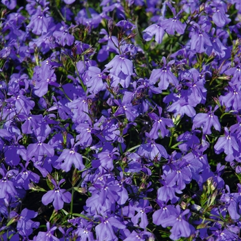 Lobelia - Magadi&trade; Basket Dark Blue