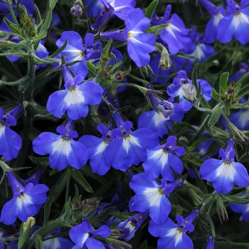 Lobelia erinus 'Magadi™ 'Compact Blue+Eye' - Lobelia