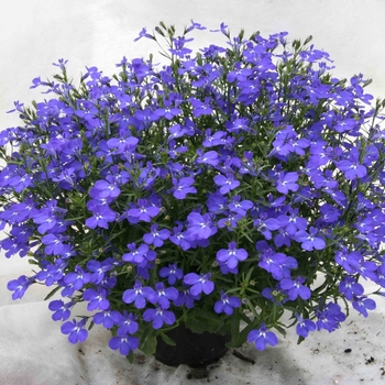 Lobelia erinus Magadi™ 'Dark Blue' - Lobelia 