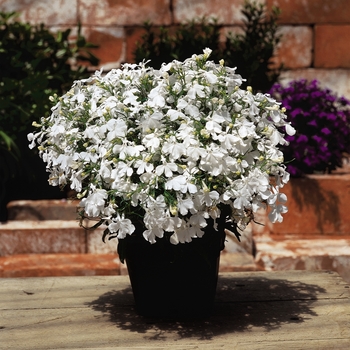 Lobelia erinus - Riviera 'White'