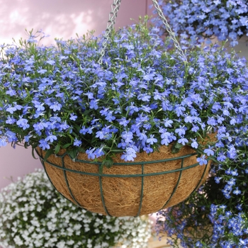 Lobelia erinus 'Waterfall Blue' - Waterfall™ Lobelia