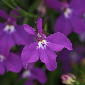 Lobelia erinus 'Waterfall Purple' - Waterfall™ Lobelia