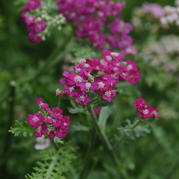 Achillea millefolium 'New Vintage™ Violet' - Yarrow