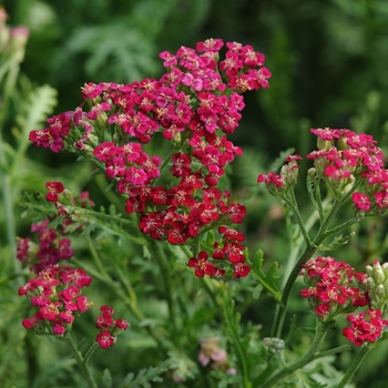 Achillea millefolium 'New Vintage™ Red' - Yarrow