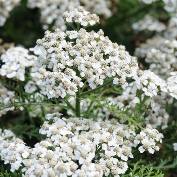 Achillea millefolium 'New Vintage™ White' - Yarrow