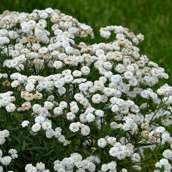 Achillea ptarmica 'Peter Cottontail' - Yarrow