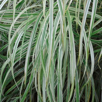 Miscanthus sinensis 'Dixieland' - Maiden Grass
