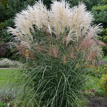 Miscanthus sinensis 'Encore' - Maiden Grass