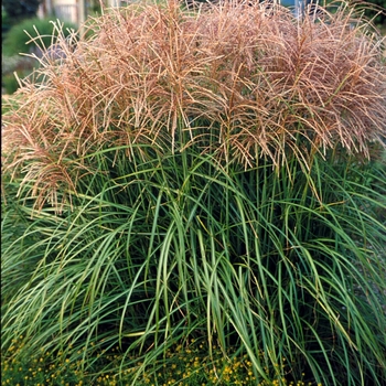 Miscanthus sinensis 'Huron Sunrise' - Maiden Grass