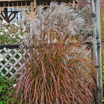 Miscanthus sinensis 'Oktoberfest' - Maiden Grass