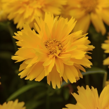 Coreopsis grandiflora 'Double the Sun' - Tickseed