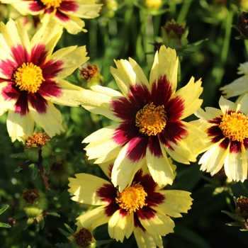 Coreopsis grandiflora 'Super Star' - Tickseed