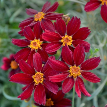 Coreopsis Permathread 'Red Satin' - Tickseed