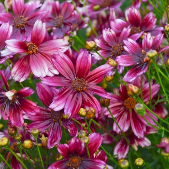 Coreopsis verticillata 'Berry Chiffon' - Tickseed