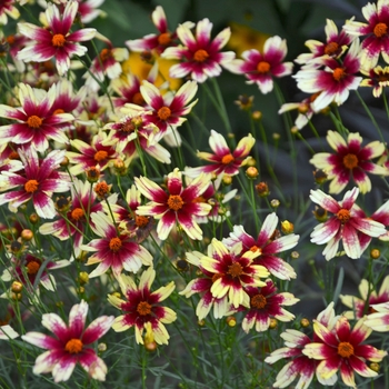 Coreopsis 'Red Chiffon' - Tickseed