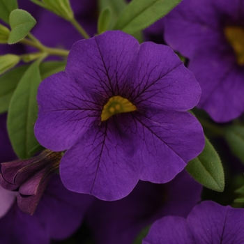 Calibrachoa - Cabaret&reg; Blue Midnight