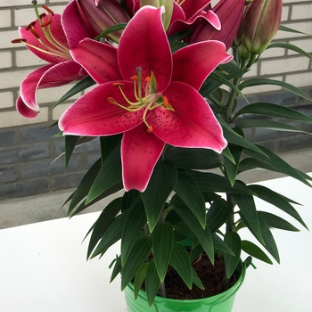 Lily x 'Sunny Keys' - Oriental Lily