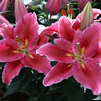 Lily x 'Sunny Martenique' - Oriental Lily