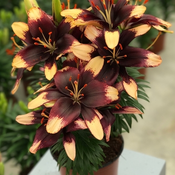 Lilium asiaticum 'Tiny Epic' - Asiatic Pot Lily