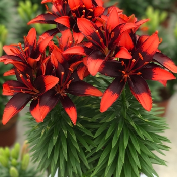 Lilium asiaticum 'Tiny Ink' - Asiatic Pot Lily