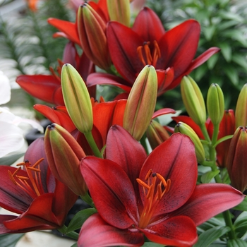 Lilium asiaticum 'Tiny Rocket' - Asiatic Pot Lily