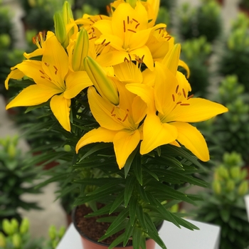 Lilium asiaticum 'Tiny Ranger' - Asiatic Pot Lily