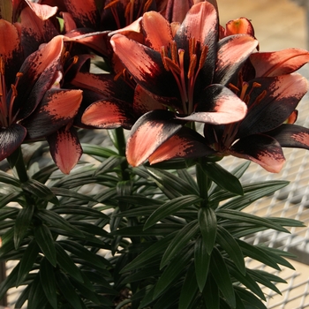 Lilium asiaticum 'Tiny Shadow' - Asiatic Pot Lily