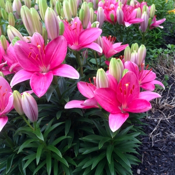 Lilium asiaticum 'Tiny Toons' - Asiatic Pot Lily