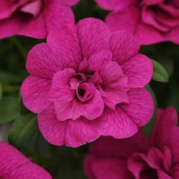 Calibrachoa MiniFamous Neo Double Purple' - Calibrachoa (Mini Petunia)