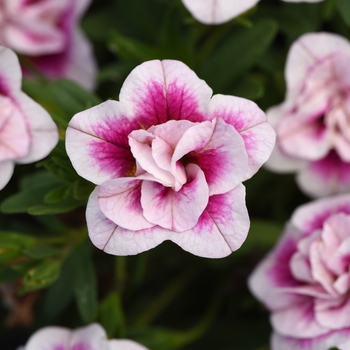 Calibrachoa (Trailing Petunia) - MiniFamous® 'Uno Double Pinktastic'