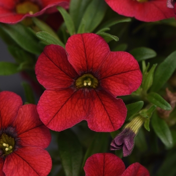 Calibrachoa x hybrida 'Minifamous Uno Red' - Calibrachoa (Mini Petunia)
