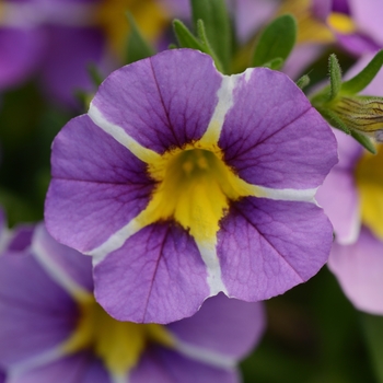 Calibrachoa x hybrida 'Minifamous Uno Violet Star' - Calibrachoa (Mini Petunia)