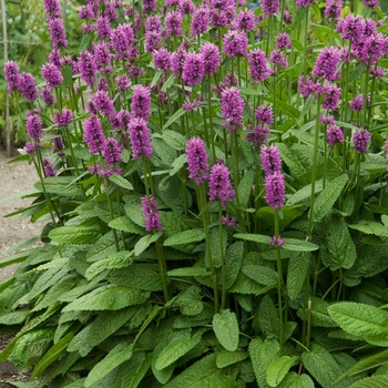 Stachys 'Hummelo' - Lambs' Ears